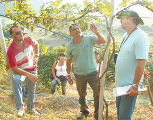 Produção de uvas na Serra