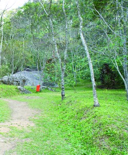 Cerimônia celebrará o Dia da Árvore