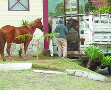 Animais soltos nas ruas estão sendo apreendidos pela Postura municipal