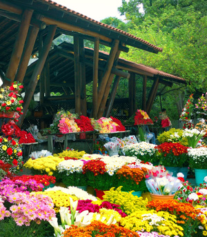 Chegada da primavera evidencia beleza do cultivo em Vargem Alta e do mercado de flores do Bairro Ypu 