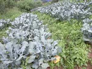 Nova Friburgo realiza dia de campo sobre plantio direto