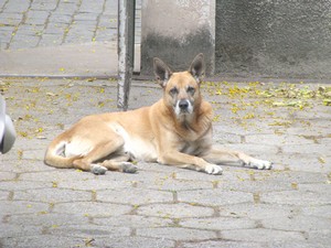 Defensores de animais estão em busca de um lar para Loirinho