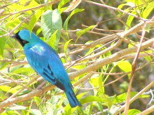 Exposição de quadros e fotografias destacam  a beleza dos pássaros e da natureza em Lumiar