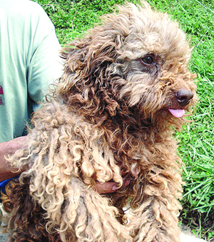 Cão adotado na tragédia de 2011 está bem após cuidados de família carioca