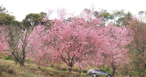 Um dia para contemplar as cerejeiras