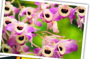 Temporada de flores e de Pequenos Paraísos