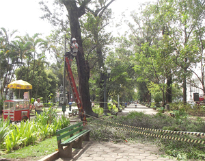 Temporada de chuvas evidencia risco dos eucaliptos da praça