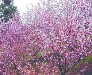 Vida em flor