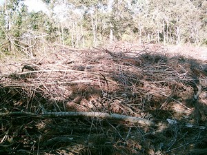 Projeto Florestar e Cia. visita áreas queimadas e faz alerta sobre o desequilíbrio ambiental