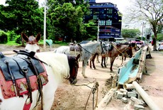 Cavalos sofrem com falta de estrutura na Praça do Suspiro