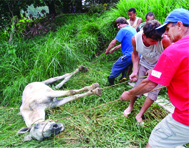 Proteção aos animais: cavalo é resgatado e sobrevive graças à ajuda de voluntários