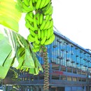 Cacho de bananas chama atenção no centro de Nova Friburgo