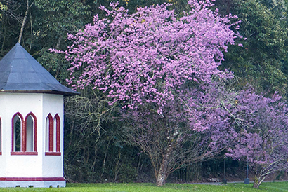 Floração das cerejeiras é celebrada com tradicional festa neste domingo