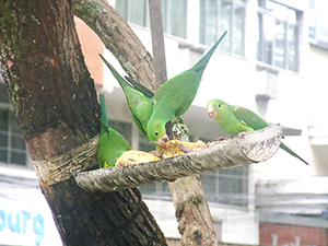 Maritacas dão colorido espetáculo na praça