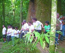 Os Eco Amigos e o abraço ao jequitibá milenar