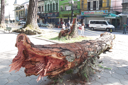 Chuva fraca e rápida de domingo provoca queda  de mais um eucalipto da Praça Getúlio Vargas