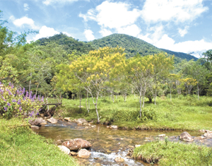 Semana Mundial  do Meio Ambiente