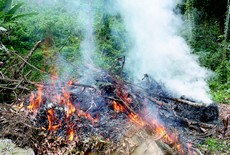 Queimadas preocupam população: em apenas quatro dias, bombeiros precisaram conter nove focos