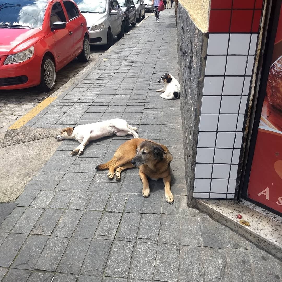 Três dos animais na calçada, onde são cuidados por comerciantes (Foto da leitora)
