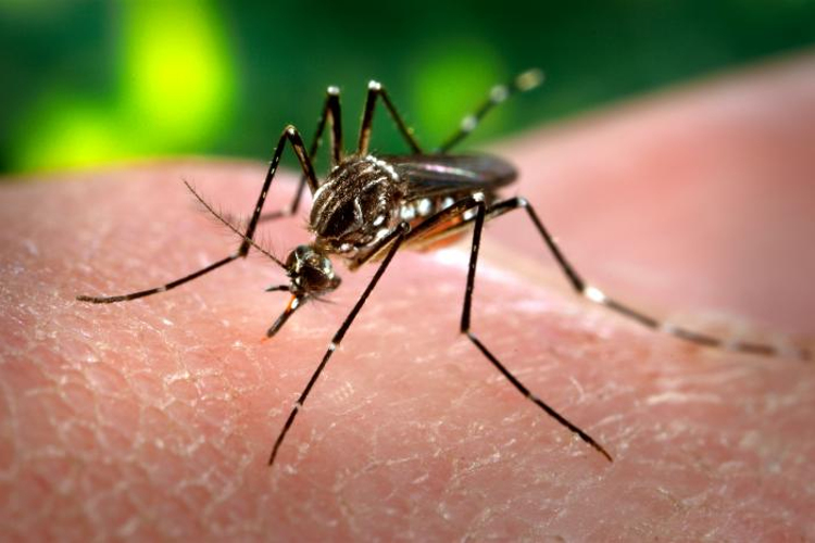 Continua a guerra ao mosquito Aedes Aegypti