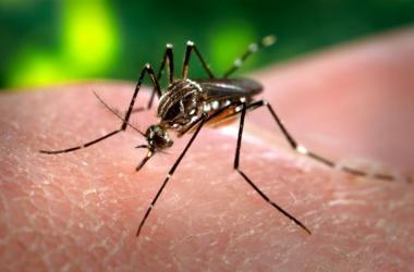 Dengue:‭ ‬quase‭ ‬1.500‭ ‬casos‭ ‬confirmados em Nova Friburgo