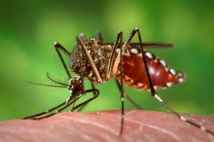 Aedes Aegypti, mosquito transmissor do zika vírus