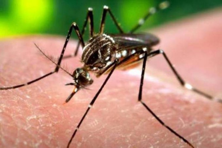 Levantamento aponta infestação alarmante de Aedes em Friburgo