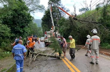 Remoção de árvore derrubada por temporal em Amparo (Fotos de leitores)