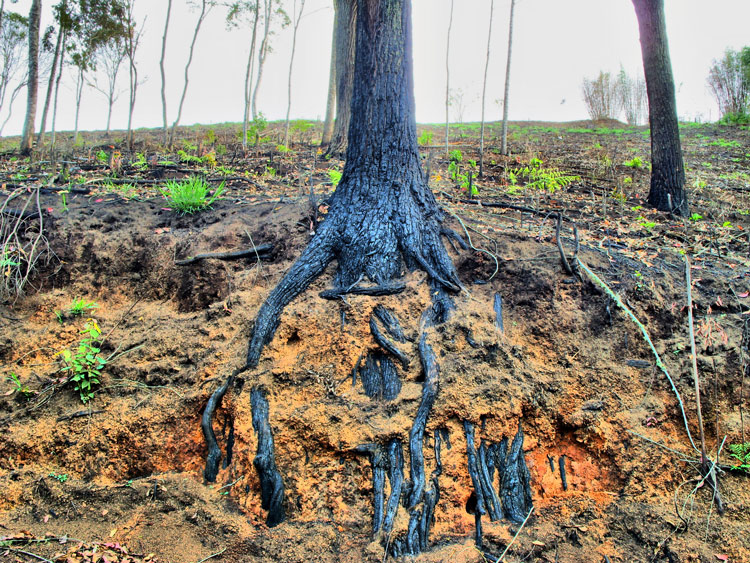 As raízes de uma árvores com a sensibilidade das lentes de Antonio Varella