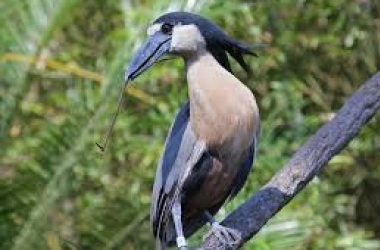 O arapapá é uma das aves ameaçadas de extinção (Reprodução da web)