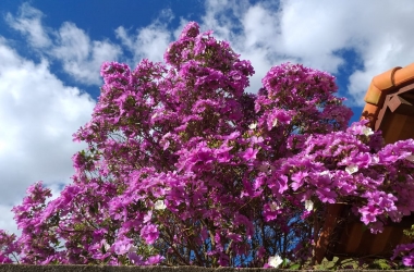 O manacá fotografado por Bianca Oliveira no Rui Sanglard