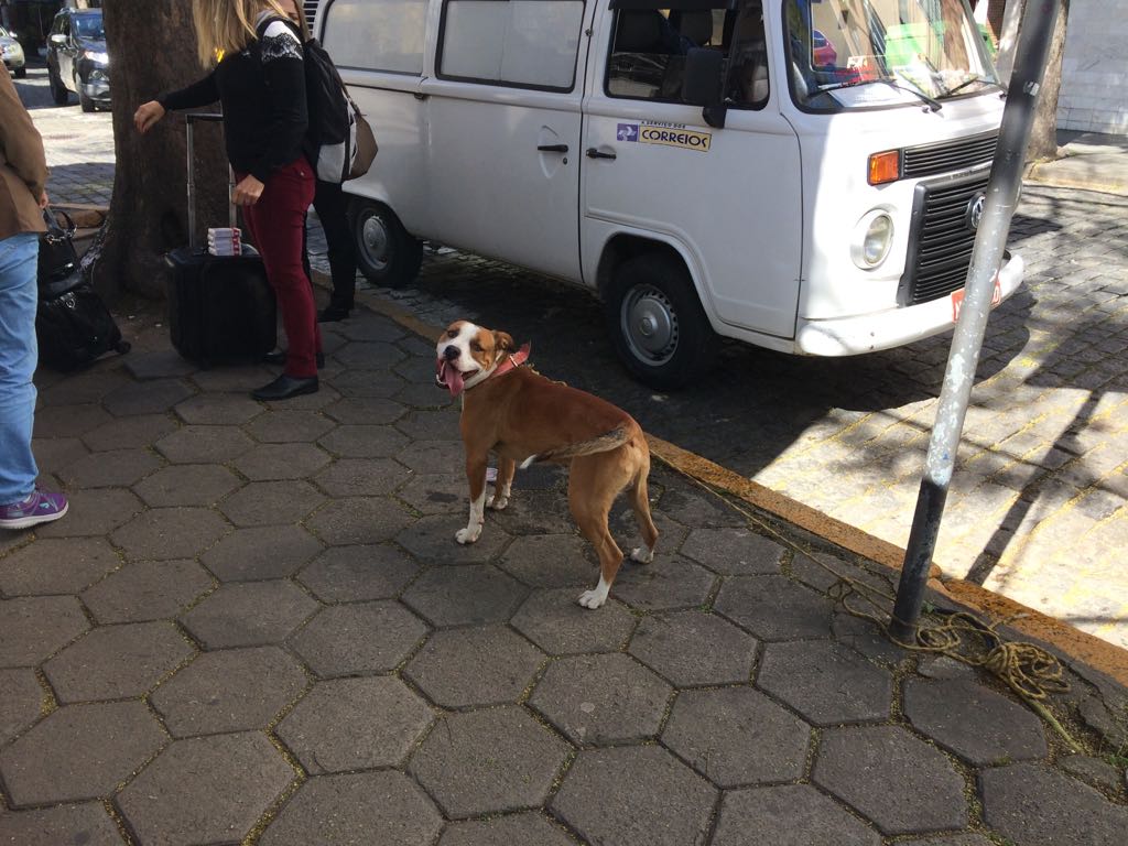 O cão amarrado ao poste (Foto: Adriana Oliveira)