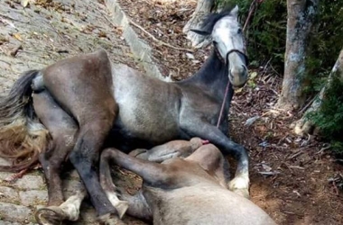 Os cavalos mortos amarrados a uma árvore na Estrada Cascatinha-São Lourenço (Reprodução da web)
