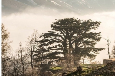 Um cedro adulto no Líbano: assim ficará a árvore plantada no Country (Reprodução da internet)