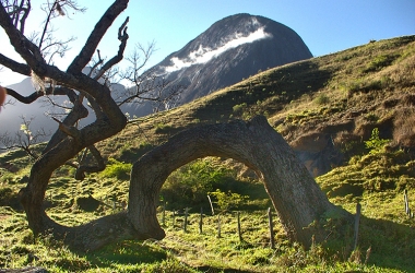 A árvore retorcida, símbolo do parque (Arquivo AVS)