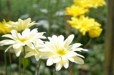 O evento terá a participação de flores de Vargem Alta (Foto: Arquivo A VOZ DA SERRA)