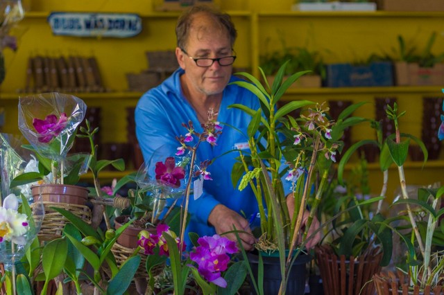 Paulo Mineiro e as orquídeas púrpuras, endêmicas da região de Friburgo  (Fotos: Gabriela Mineiro)