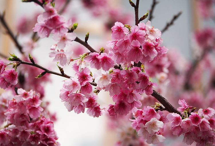 Festa da Cerejeira volta a ser realizada este ano