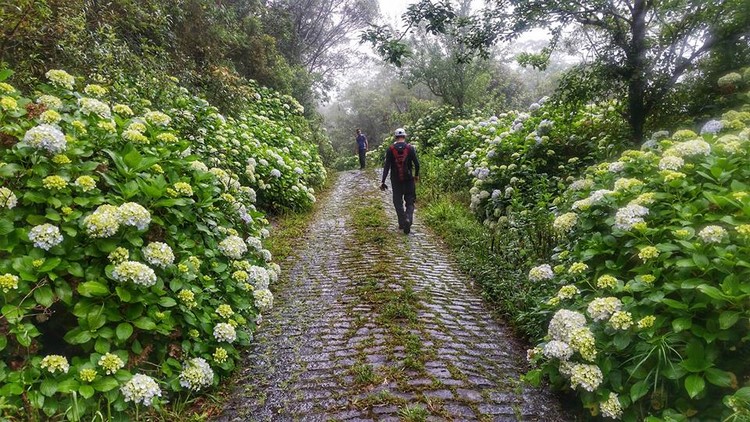 Alameda de hortênsias no caminho das torres de TV, no Caledônia (Foto: Antonio Varella)