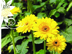 ENSAIO FOTOGRÁFICO - A colorida e exuberante floricultura de Vargem Alta