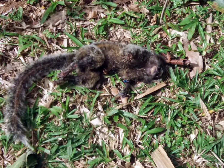 O macaco encontrado morto em Lumiar: vísceras em análise no Rio (Foto: Arquivo AVS)