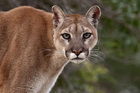 A onça Puma Concolor: ataques a humanos são raros, segundo o Inea