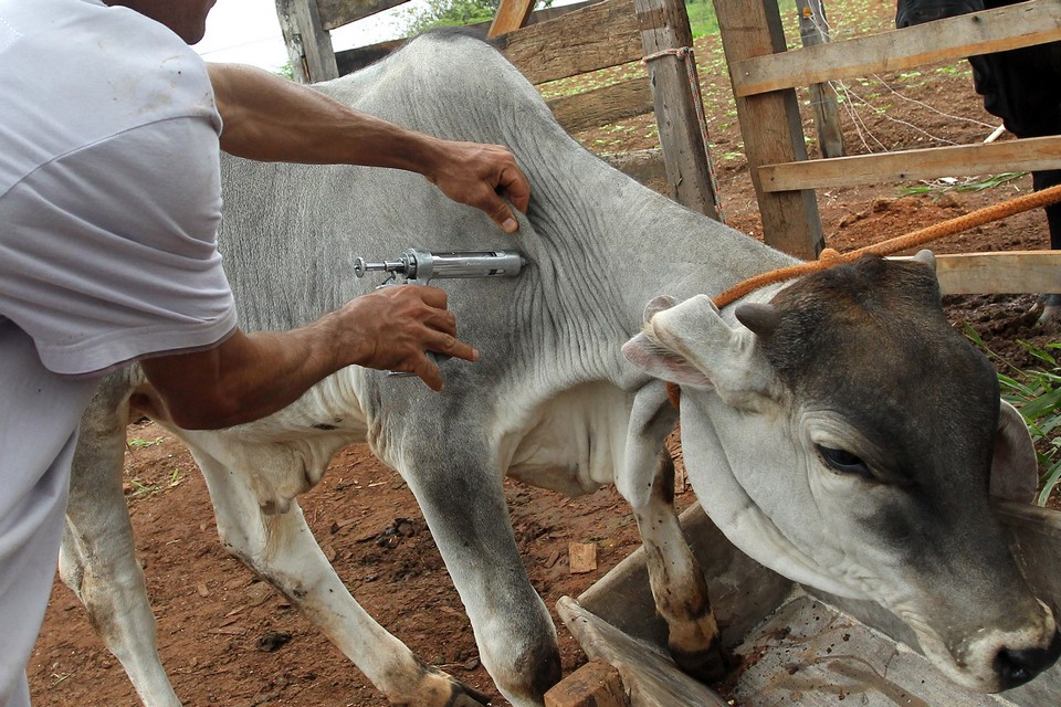 A vacinação do gado (Foto: Agência Brasil)