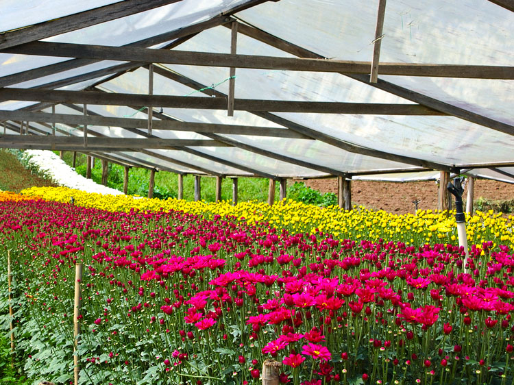 Plantação em Vargem Alta (Foto: Regina Lo Bianco)