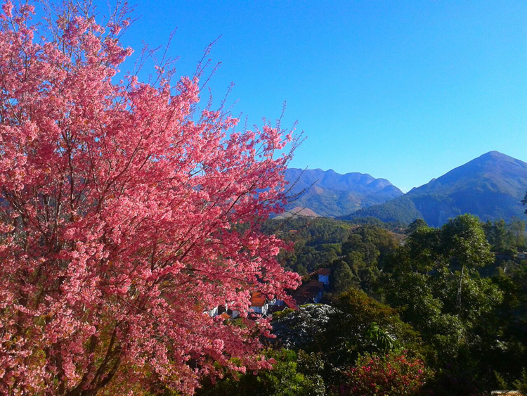 A harmoniosa cerejeira da casa da leitora Luci Azevedo Silva, no Parque Santa Elisa (Foto: Luci Azevedo Silva)