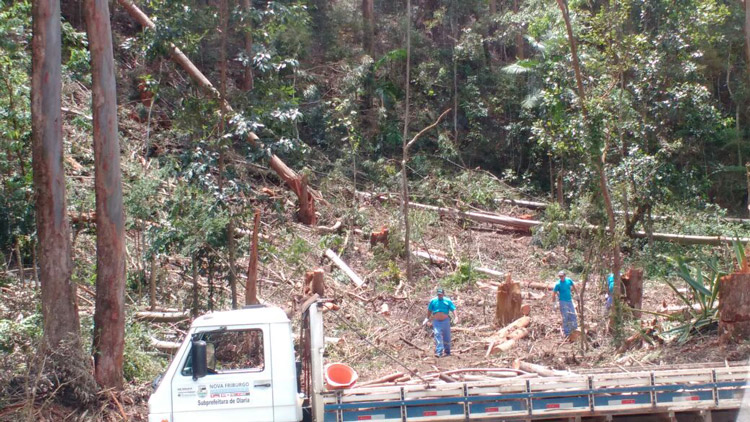 Funcionários foram vistos cortando eucaliptos às margens da Via Expressa (Leitor via WhatsApp)