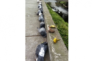 Os pássaros mortos na Avenida Campesina Friburguense: suspeita de envenenamento (Foto enviada por leitor)