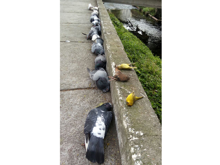 Os pássaros mortos na Avenida Campesina Friburguense: suspeita de envenenamento (Foto enviada por leitor)