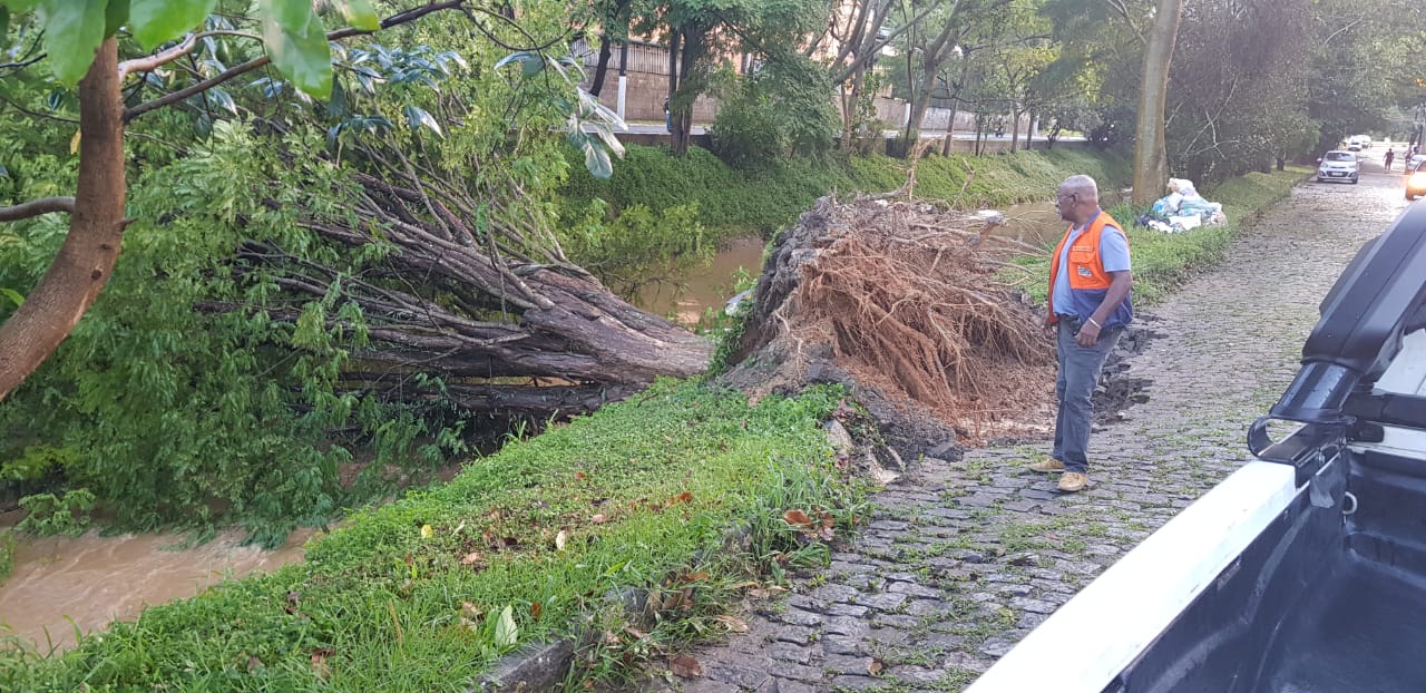Uma árvore caiu dentro do rio na Rua Jardel Hottz, em Olaria (Foto de leitor)