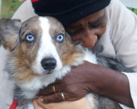Inscrições abertas para cães terapeutas